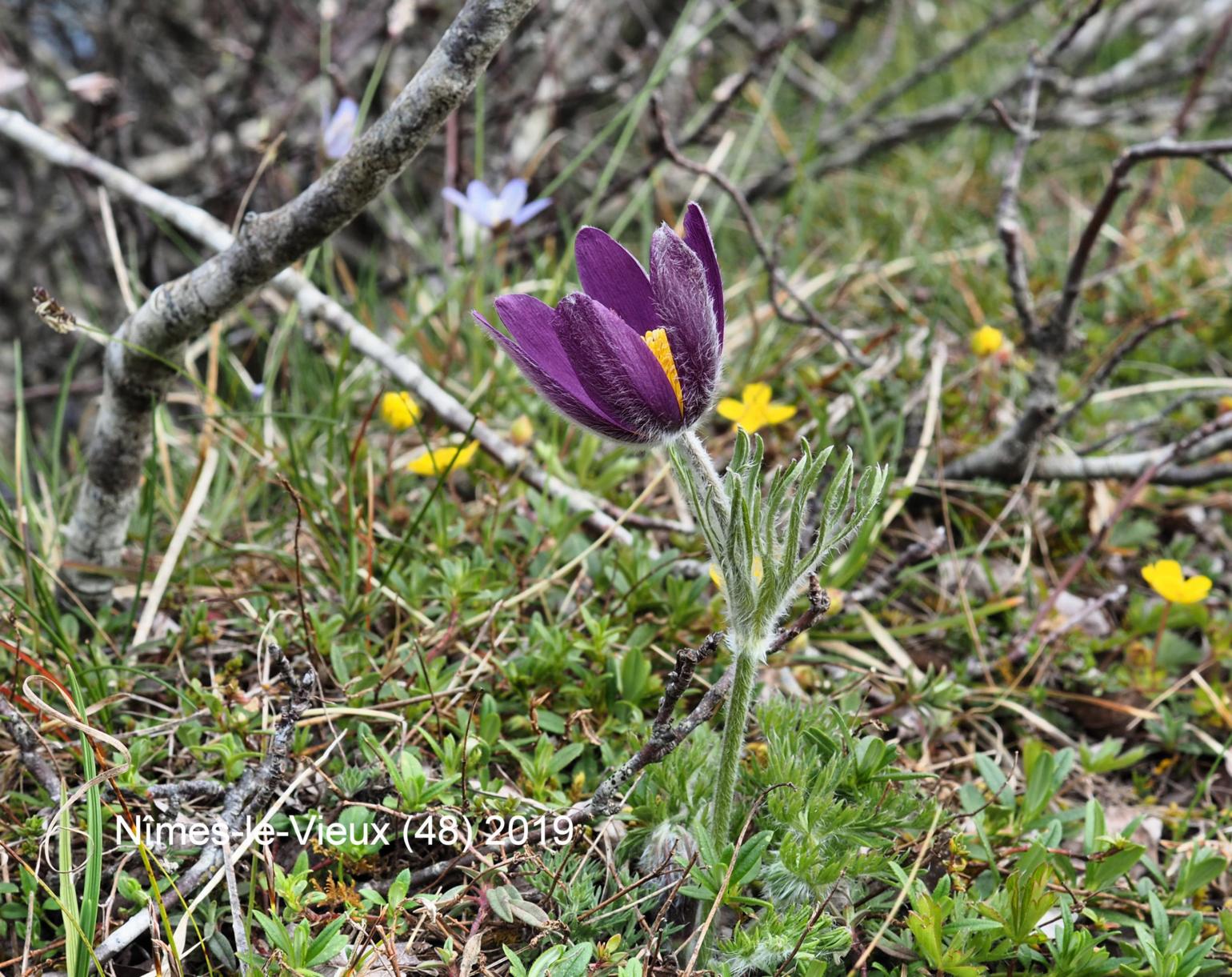 Pasque flower